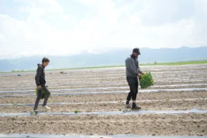 diyarbakir ve adana karpuzuna rakip cikti tadi ve aromasiyla dikkat cekiyor 1789875 202605111942 20260511194223 3
