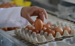 Mutfaklarda bayram havası: Yumurta fiyatları ‘Mayıs Çukuru’na çakıldı!