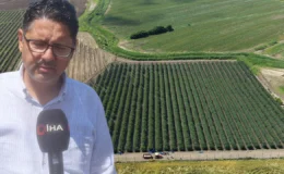 Çukurova’da ezber bozan hasat: İspanya’dan getirdiği fidanlarla Avrupa’ya ihracat kapısını açtı