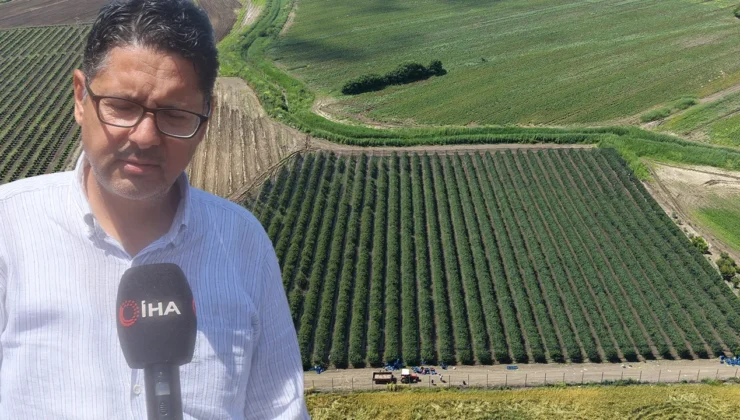 Çukurova’da ezber bozan hasat: İspanya’dan getirdiği fidanlarla Avrupa’ya ihracat kapısını açtı