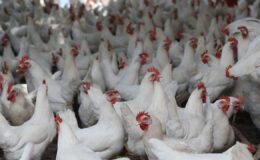 Tavuk eti üretimi martta yükseldi