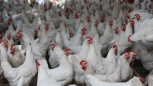 Tavuk eti üretimi martta yükseldi
