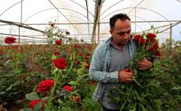 Tarlada 20 tezgahta 200 TL: Gül üreticisinden ‘aracı’ isyanı!