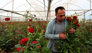 Tarlada 20 tezgahta 200 TL: Gül üreticisinden ‘aracı’ isyanı!