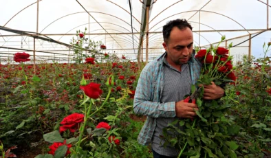 Tarlada 20 tezgahta 200 TL: Gül üreticisinden ‘aracı’ isyanı!