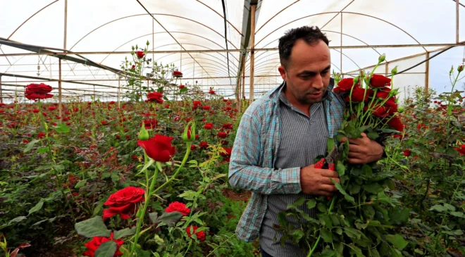 Tarlada 20 tezgahta 200 TL: Gül üreticisinden ‘aracı’ isyanı!