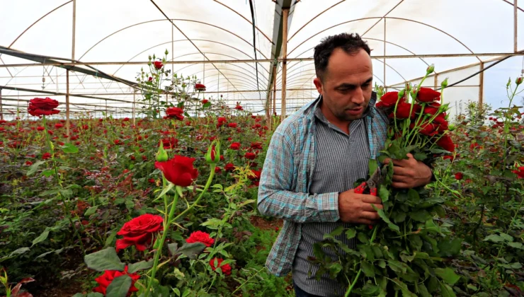 Tarlada 20 tezgahta 200 TL: Gül üreticisinden ‘aracı’ isyanı!