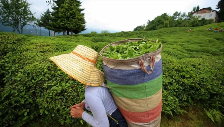 Çay üreticisinin gözü kulağı bu haberdeydi: 2026 yılı yaş çay fiyatı açıklandı