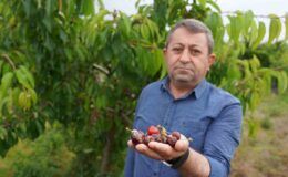 Pazara çıkmadan bitti: Tokat’ta kirazı sağanak vurdu