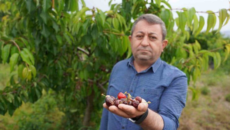 Pazara çıkmadan bitti: Tokat’ta kirazı sağanak vurdu