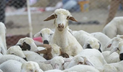 Kırsalda büyük hayvancılık hamlesi: Üreticiye milyonluk sürü desteği başlıyor