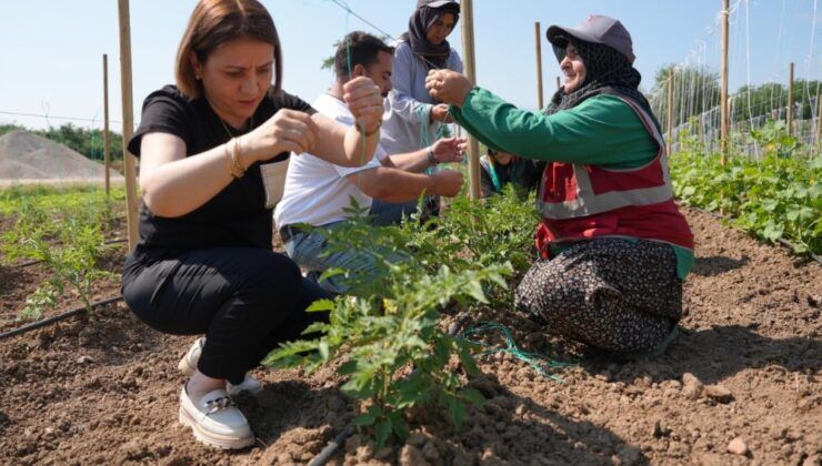 Düzce’de ata tohumu üretimi daha geniş alanlara yayılıyor