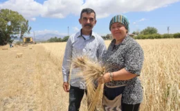 Ata tohumunda hasat vakti: Karakılçık buğdayı sofralara iniyor