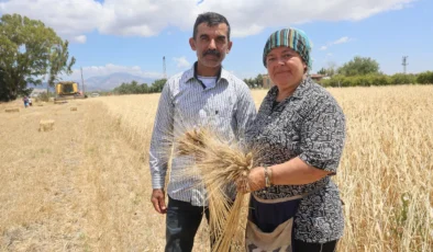Ata tohumunda hasat vakti: Karakılçık buğdayı sofralara iniyor