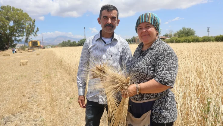 Ata tohumunda hasat vakti: Karakılçık buğdayı sofralara iniyor