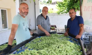Aydın’da bamya hasadı başladı: Kilosu 200 liradan satılıyor