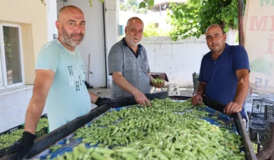 Aydın’da bamya hasadı başladı: Kilosu 200 liradan satılıyor