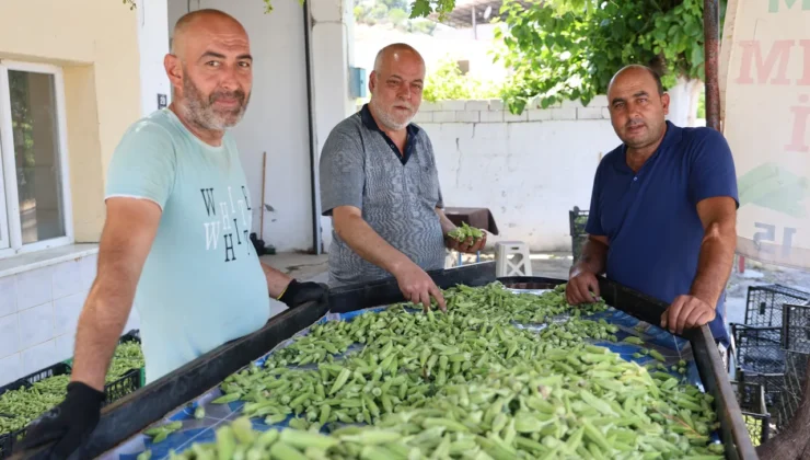 Aydın’da bamya hasadı başladı: Kilosu 200 liradan satılıyor