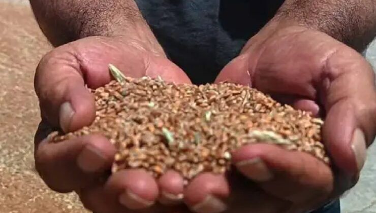 Gaziantep’te buğday ve arpa hasadında yüksek rekolte beklentisi