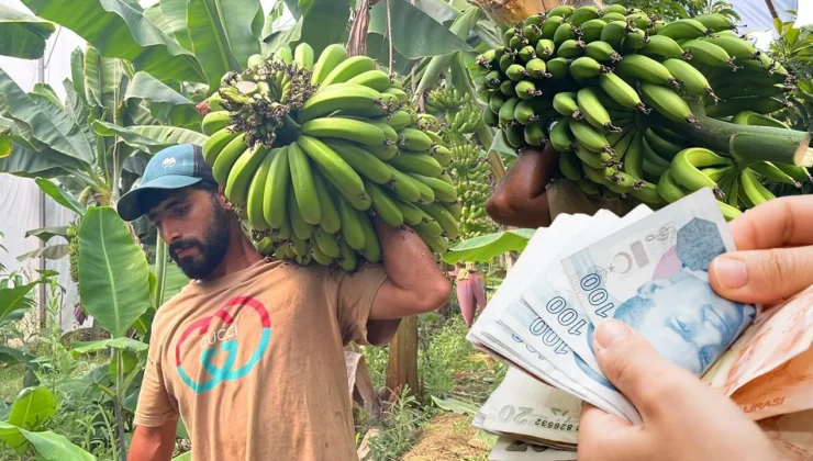 Serada 30 liraya pazarda 120 liraya: Yerli muzda aracı isyanı!