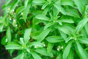 seker otu Stevia nedir 916865