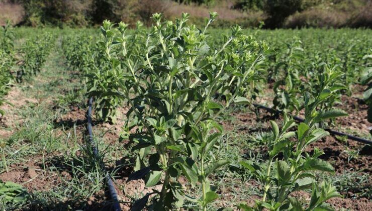 Alternatif tarımın ezber bozan ürünü üreticisine aynı yıl kazandırıyor