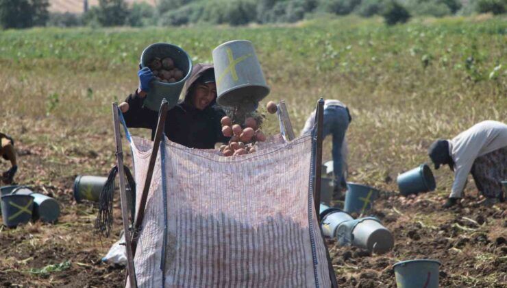Amasya’da patates hasadı başladı, 130 bin ton rekolte bekleniyor