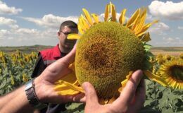 Edirne’de ayçiçeğinde 250 bin tonluk rekolte hedefi