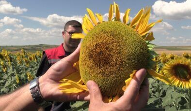 Edirne’de ayçiçeğinde 250 bin tonluk rekolte hedefi