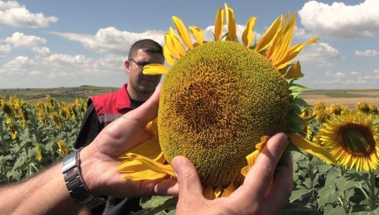 Edirne’de ayçiçeğinde 250 bin tonluk rekolte hedefi