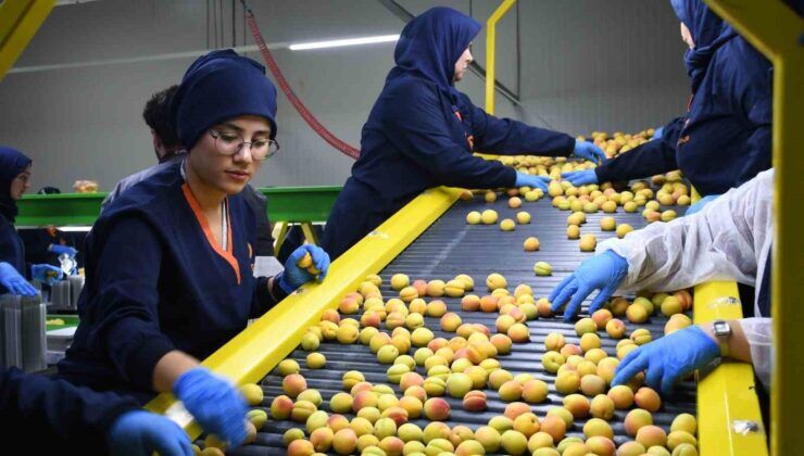 Malatya’da yaş kayısı hasadı ve ihracatı sürüyor