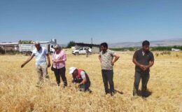 Malatya’da çiftçinin yüzü nohutla güldü