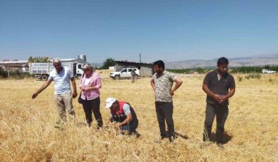 Malatya’da çiftçinin yüzü nohutla güldü