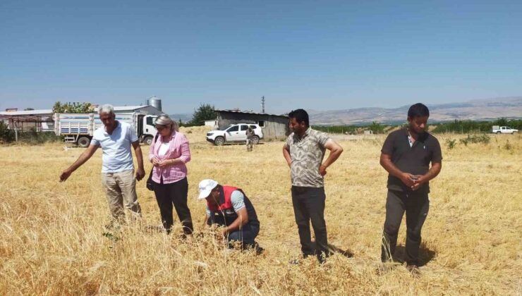 Malatya’da çiftçinin yüzü nohutla güldü