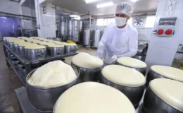 Kars kaşarı Avrupa Birliği tescili yolunda
