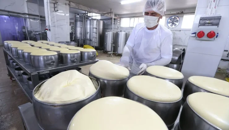 Kars kaşarı Avrupa Birliği tescili yolunda