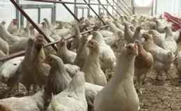Tavuk eti üretimi gerilerken yumurta rekora koştu