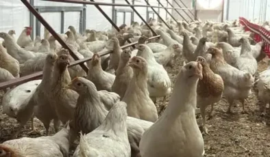Tavuk eti üretimi gerilerken yumurta rekora koştu