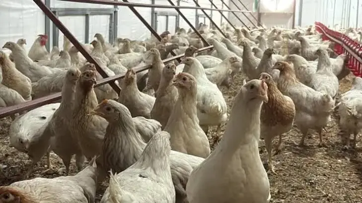 Tavuk eti üretimi gerilerken yumurta rekora koştu