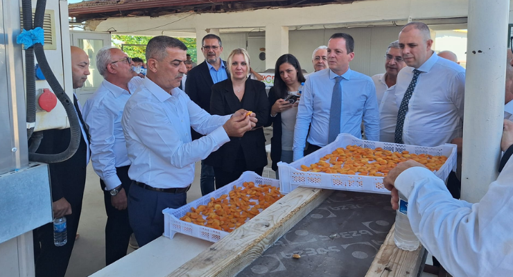 Tarladan küresel pazara Malatya kayısısı