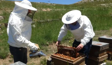 2 bin rakımdaki yaylada bal hasadı başladı