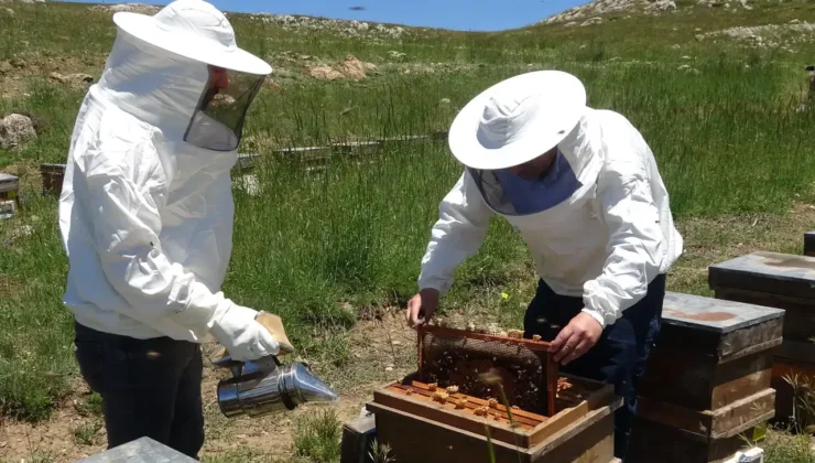 2 bin rakımdaki yaylada bal hasadı başladı