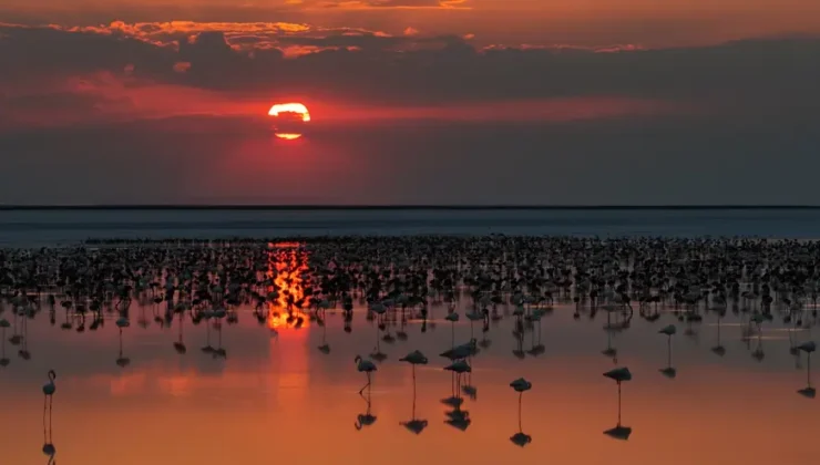 Tuz Gölü’nde son yılların flamingo rekoru kırıldı