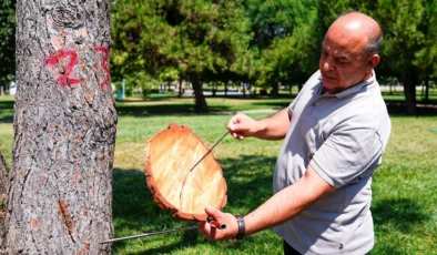 Ağaç halkaları doğanın hafızasını geleceğe taşıyor