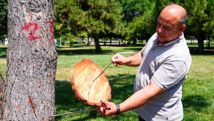 Ağaç halkaları doğanın hafızasını geleceğe taşıyor