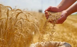 Güneydoğu’nun tarım ihracatı zirveye koşuyor