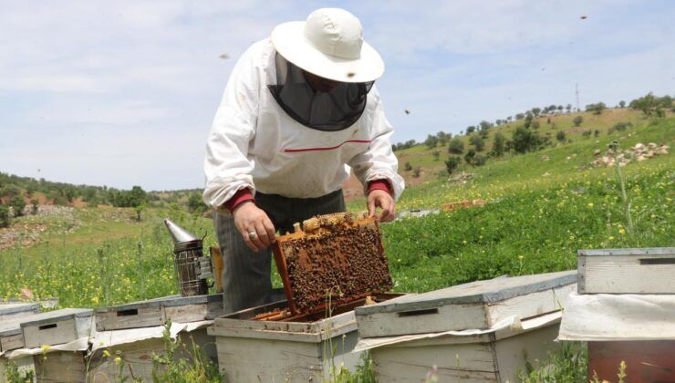 Arıcılık sektöründen meteorolojik verilere göre yeni model talebi