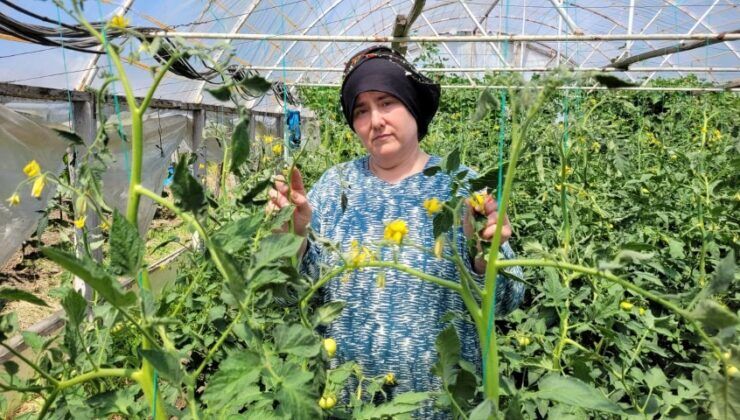 Çeltik ilaçlaması tartışması büyüyor