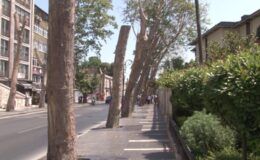 Çırağan Caddesi’ndeki tarihi çınarlar tek tek kesildi