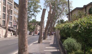 Çırağan Caddesi’ndeki tarihi çınarlar tek tek kesildi